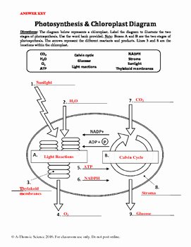 Photosynthesis Diagrams Worksheet Answers Inspirational Synthesis &amp; Chloroplast Diagram Labeling Worksheet by