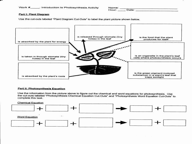 Photosynthesis Diagrams Worksheet Answers Inspirational Synthesis Diagrams Worksheet