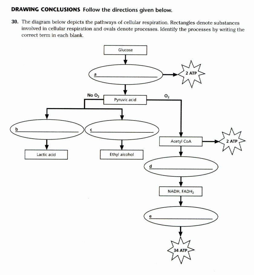 Photosynthesis Diagrams Worksheet Answers Lovely Synthesis Diagrams Worksheet