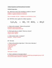 Photosynthesis Worksheet Answer Key Unique Cellular Respiration and Synthesis Worksheet Key