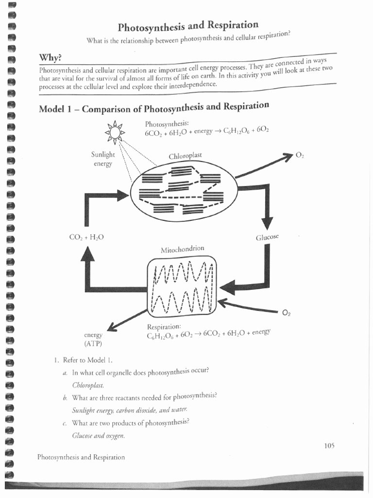 50 Photosynthesis Worksheet Answer Key