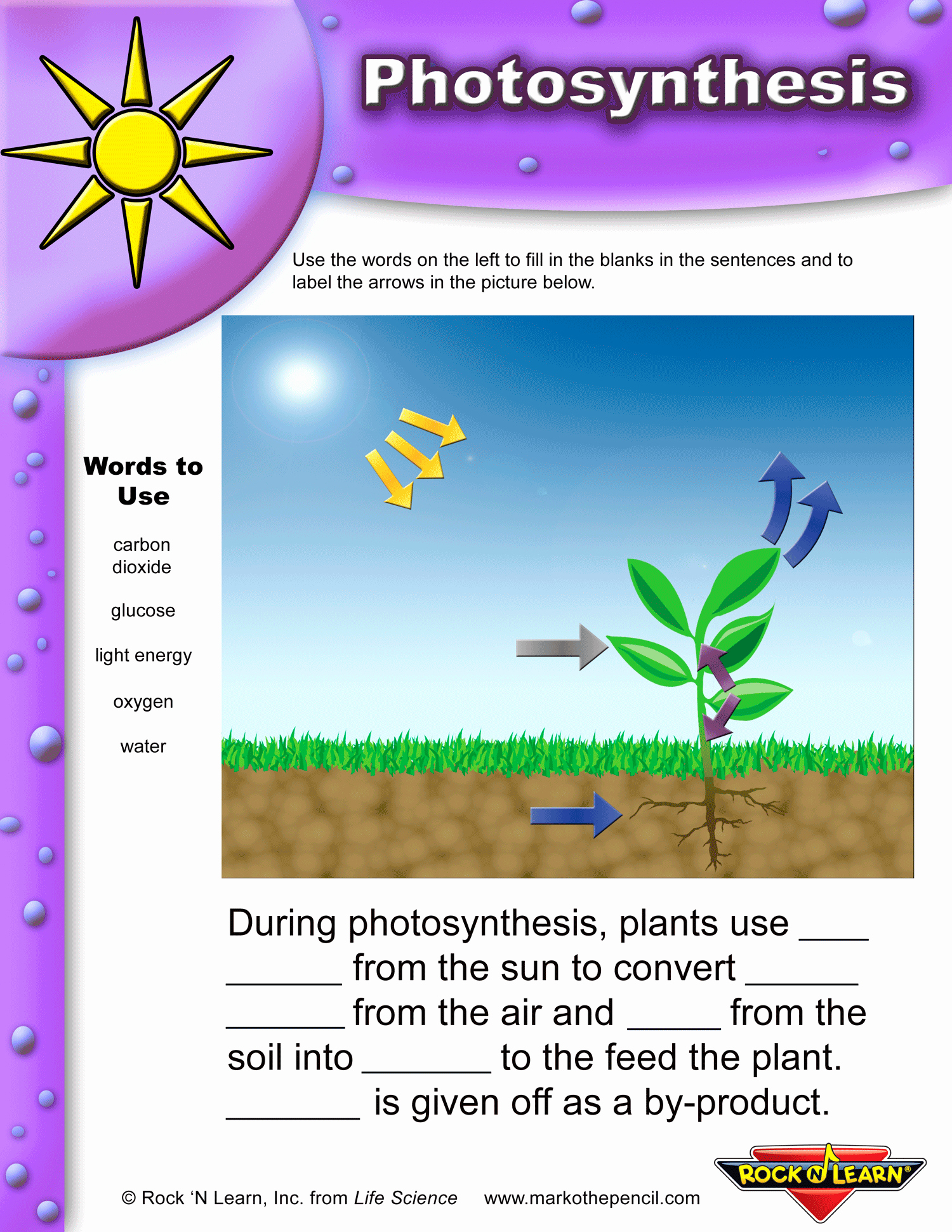 Photosynthesis Worksheet High School