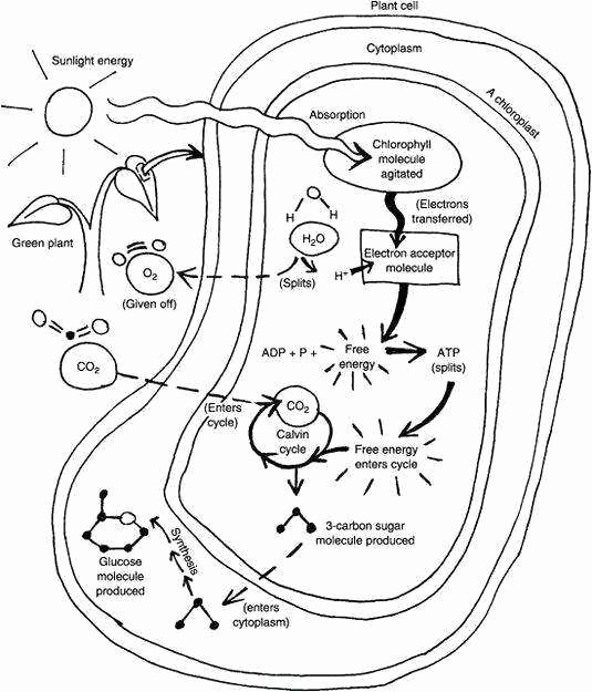 Photosynthesis Worksheet High School Awesome Synthesis Worksheets