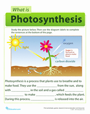 Photosynthesis Worksheet High School Luxury Synthesis for Kids Worksheet