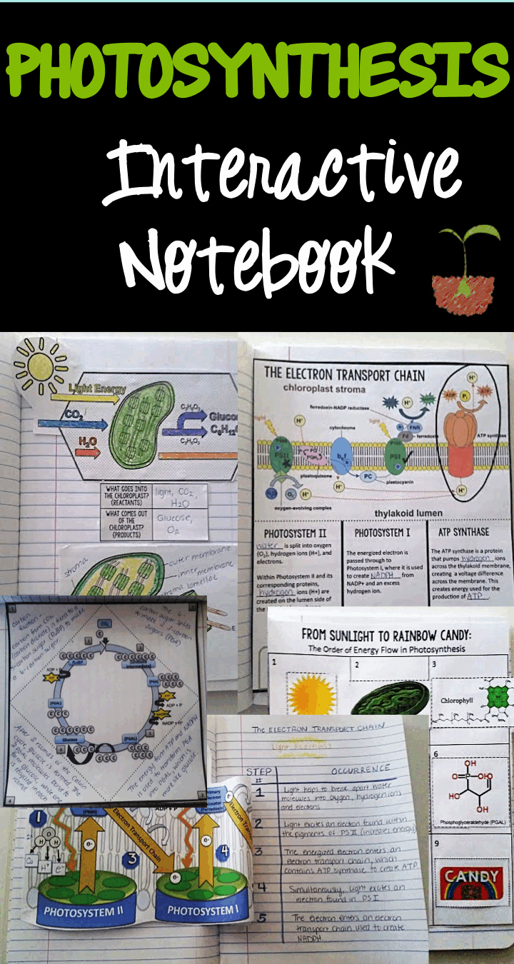 Photosynthesis Worksheet High School New Synthesis Interactive Notebook