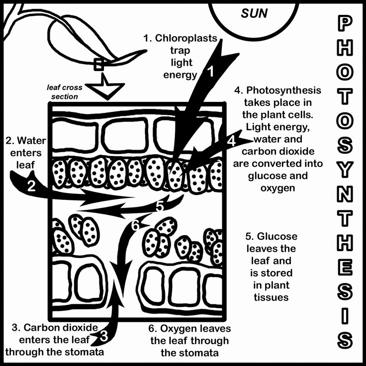 Photosynthesis Worksheet High School New Synthesis Lesson for High School Photosynthesis