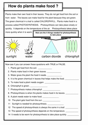 Photosynthesis Worksheet Middle School Awesome Synthesis How Do Plants Make Food by Coreenburt