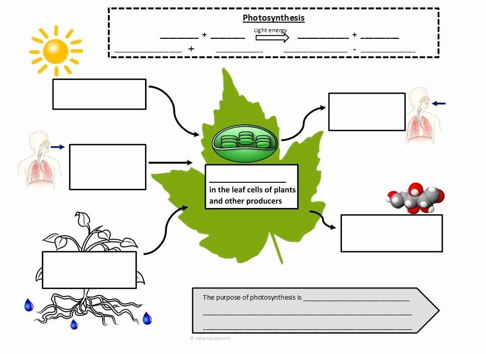 50 Photosynthesis Worksheet Middle School Chessmuseum Template Library