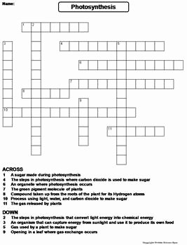 Photosynthesis Worksheet Middle School Fresh Synthesis Activity Crossword Puzzle Worksheet by