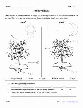 Photosynthesis Worksheet Middle School Luxury Pdf Day and Night Synthesis Printable Worksheet