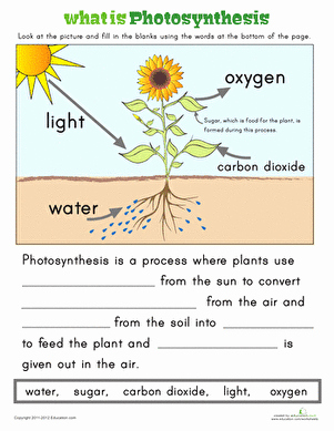 Photosynthesis Worksheet Middle School New What is Synthesis Worksheet