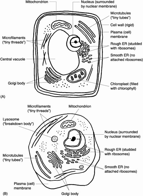 Plant Cell Coloring Worksheet Awesome 17 Best Ideas About Typical Plant Cell On Pinterest