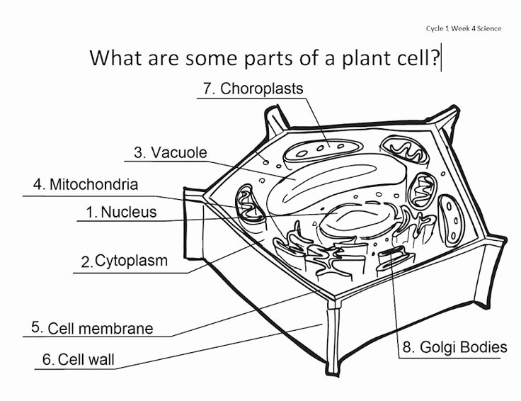 Plant Cell Coloring Worksheet Awesome Animal and Plant Cell Anatomy Homeschool