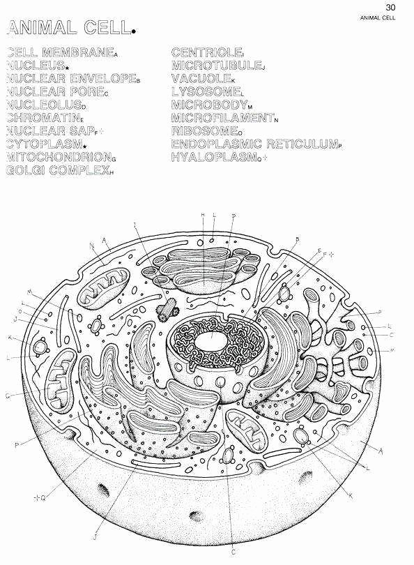 Plant Cell Coloring Worksheet Awesome Plant and Animal Cell Worksheet