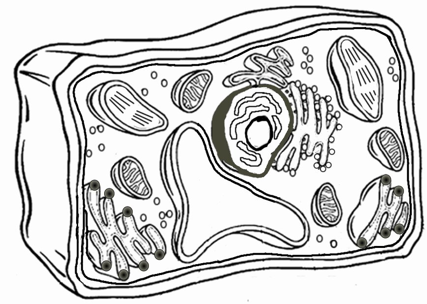 Plant Cell Coloring Worksheet Beautiful Plant Cell Coloring