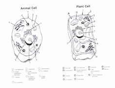Plant Cell Coloring Worksheet Beautiful Properties Of Materials