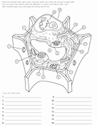 Plant Cell Coloring Worksheet Best Of Plant Cell