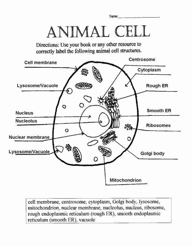 Plant Cell Coloring Worksheet Elegant Animal and Plant Cells Worksheet