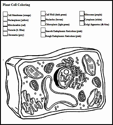 Plant Cell Coloring Worksheet Inspirational Chsh Teach Cytology Study Of Cells
