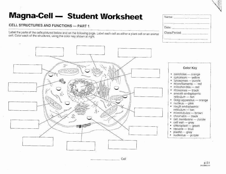 Plant Cell Coloring Worksheet Inspirational Plant and Animal Cell Worksheet