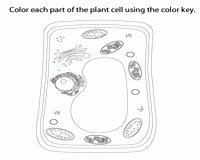 Plant Cell Coloring Worksheet Inspirational Plant and Animal Cell Worksheets