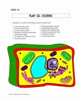 Plant Cell Coloring Worksheet Inspirational Plant Cell Coloring Sheet by Biology Roots