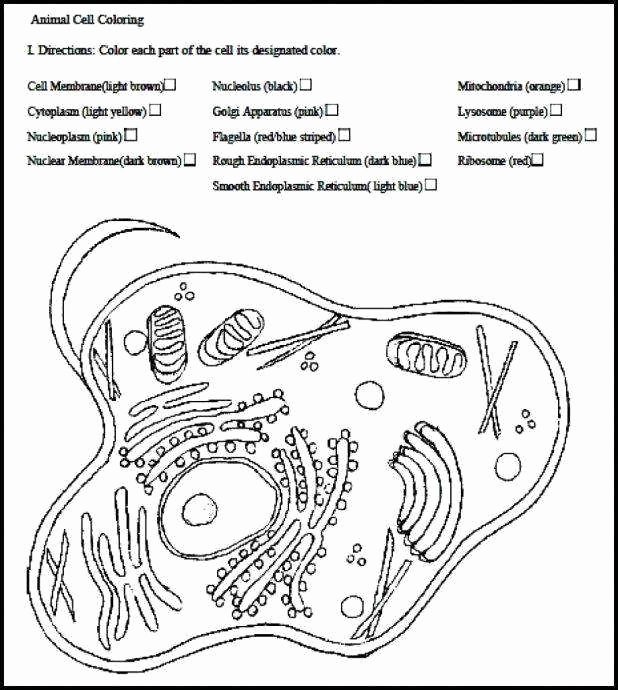 Plant Cell Coloring Worksheet Lovely Plant Cell Diagram Worksheet
