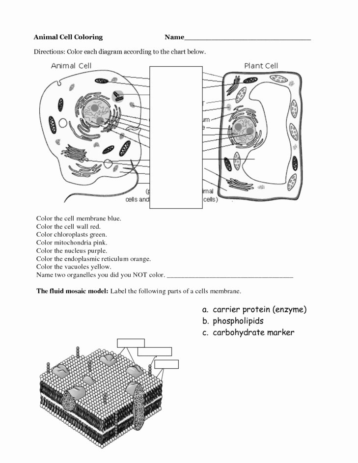 Plant Cell Coloring Worksheet Luxury Cell Worksheet