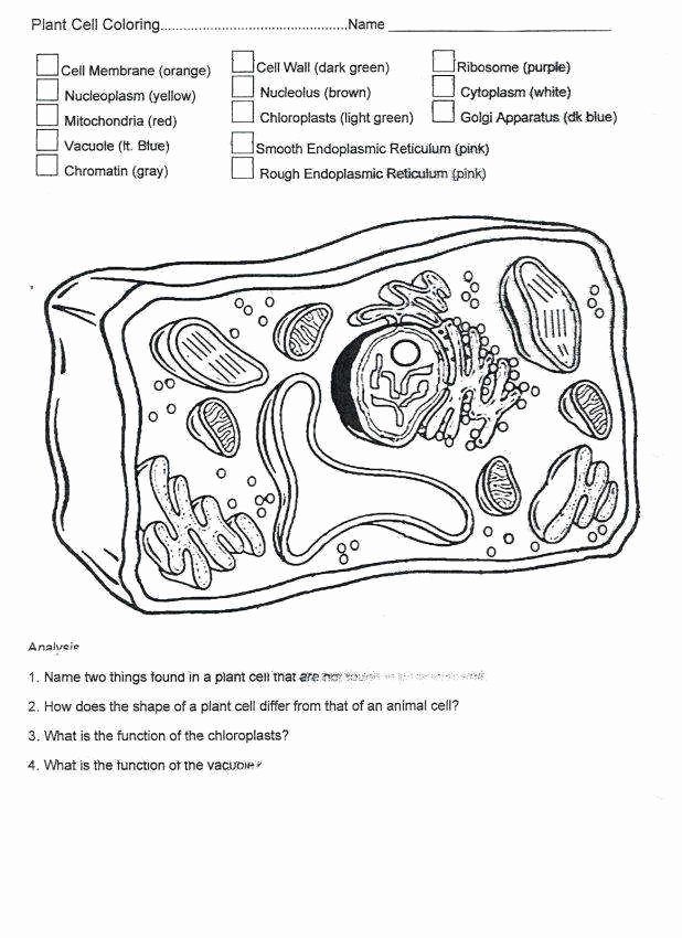Plant Cell Coloring Worksheet Luxury Plant Cell Diagram Worksheet