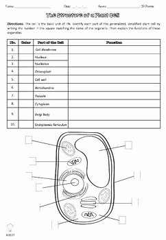 Plant Cell Coloring Worksheet New Pdf Plant Cell Anatomy Printables &amp; Worksheets for
