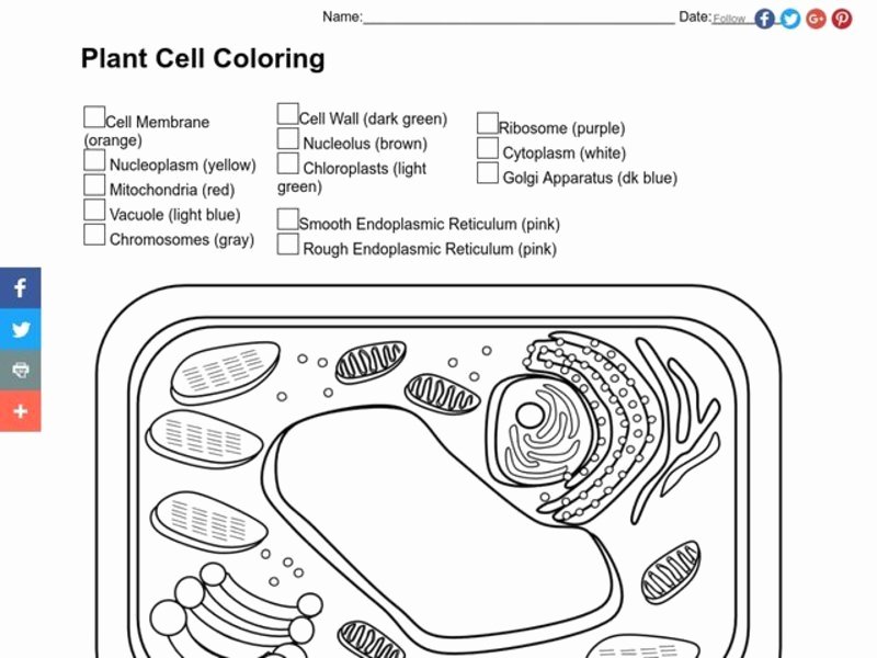 Plant Cell Coloring Worksheet New Plant Cell Coloring Worksheet for 4th 7th Grade