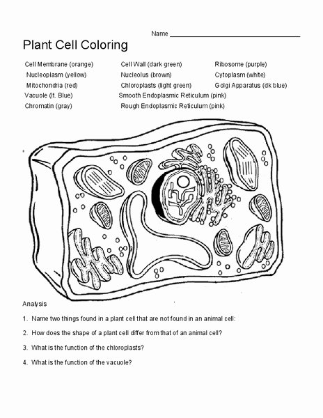 Plant Cell Coloring Worksheet New Plant Cell Coloring Worksheet for 7th 9th Grade