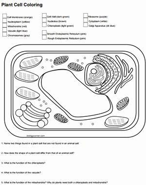 Plant Cell Coloring Worksheet Unique Color A Typical Plant Cell