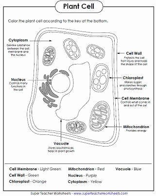 Plant Cell Worksheet Answers Awesome Cell Worksheet