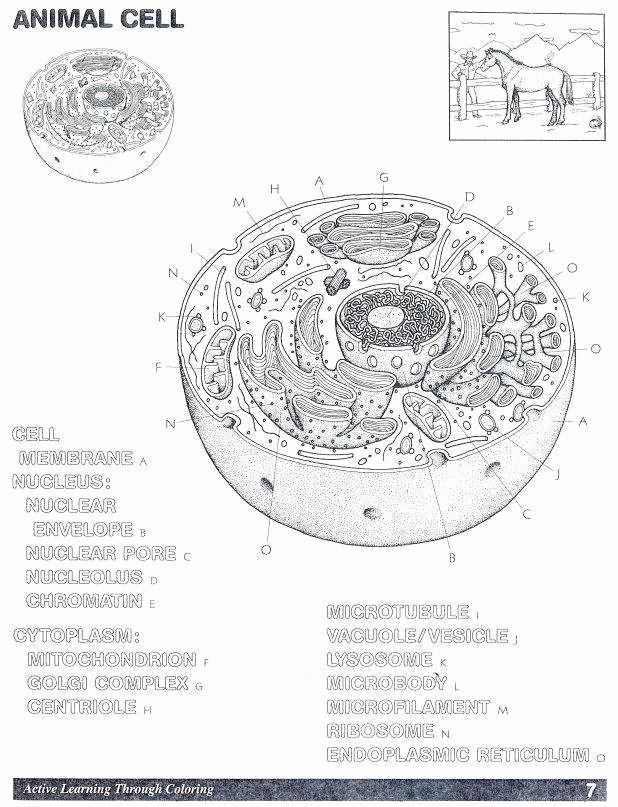 Plant Cell Worksheet Answers Beautiful Animal Cell Worksheet