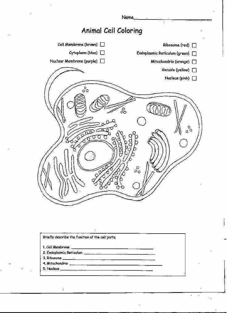 Plant Cell Worksheet Answers Elegant Plant and Animal Cell Worksheet