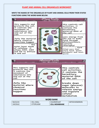 Plant Cell Worksheet Answers Elegant Plant and Animal Cell Worksheet with Answers by