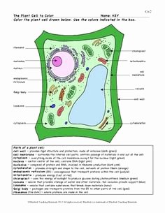 Plant Cell Worksheet Answers Elegant Plant Cell Coloring Answer Key