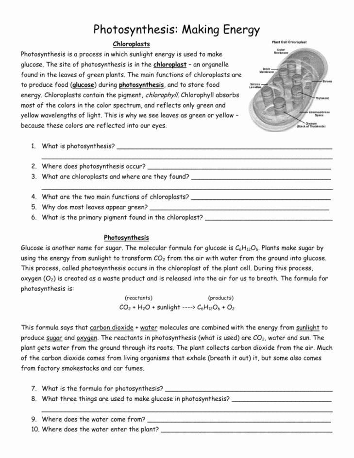 Plant Cell Worksheet Answers Fresh Biology Worksheet Answers