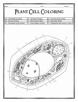 Plant Cell Worksheet Answers Inspirational Plant Cell Coloring by Dustin Hastings
