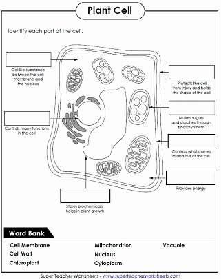Plant Cell Worksheet Answers Lovely Parts Of A Plant Cell Science Vocabulary Worksheet