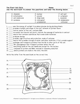 Plant Cell Worksheet Answers Lovely Plant Cell Color Page Worksheet and Quiz Ce 2 by
