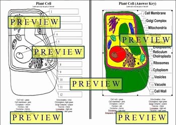 Plant Cell Worksheet Answers Luxury Cells 1 Plant Cell Coloring Worksheet with Questions