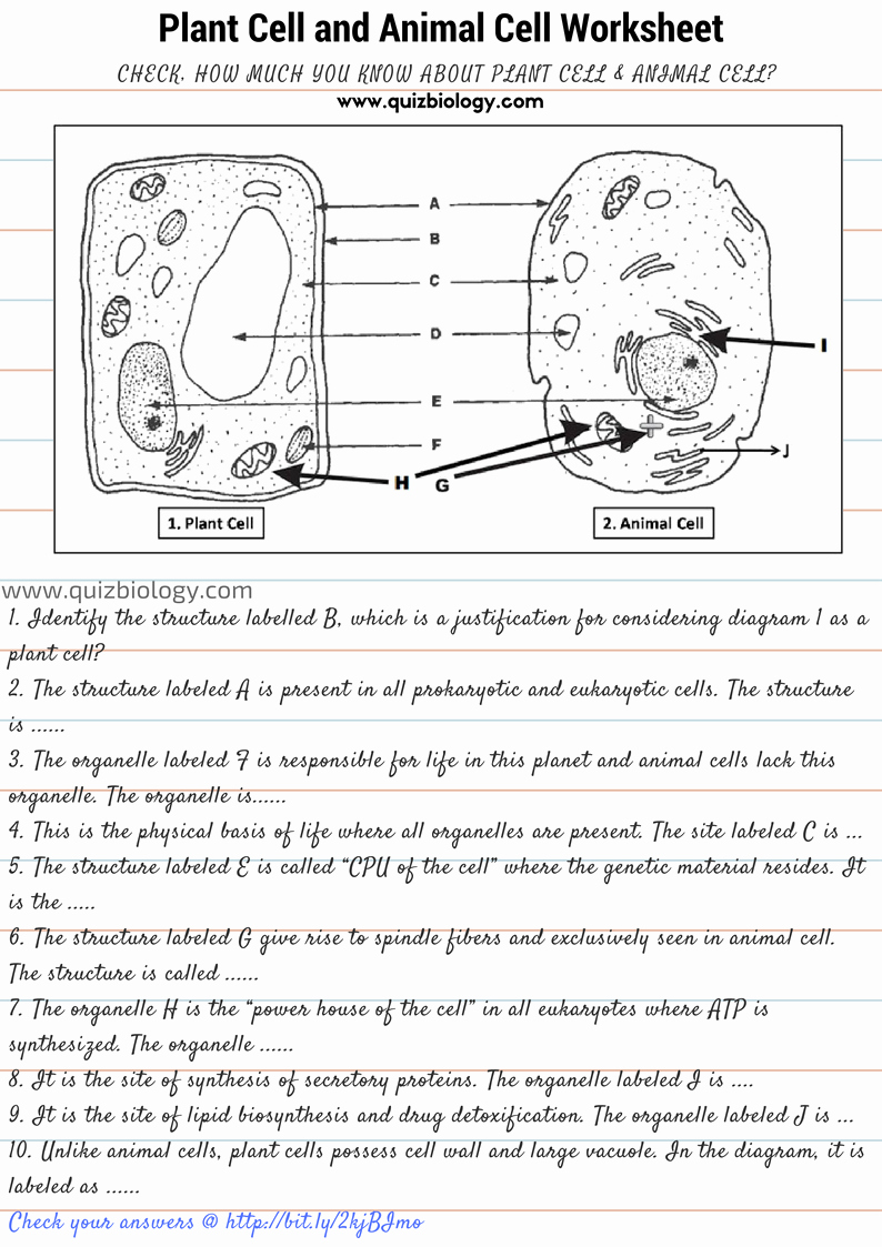 Plant Cell Worksheet Answers New Plant Cell and Animal Cell Diagram Worksheet Pdf Biology