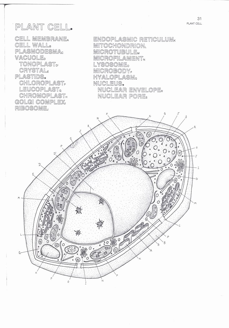 Plant Cell Worksheet Answers New Plant Cells Quiz by Juliamusgrove