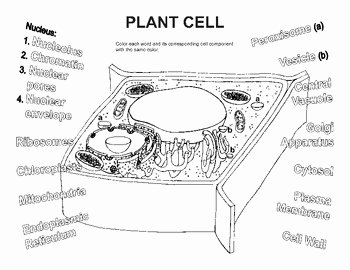 Plant Cell Worksheet Answers Unique Plant Cell Coloring Worksheet by Bioart