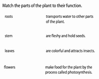 Plant Parts and Functions Worksheet Awesome Parts Of A Plant Worksheets