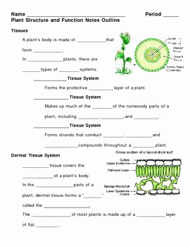 Plant Parts and Functions Worksheet Awesome Plant Structure and Function Notes Outline Lesson Plan by