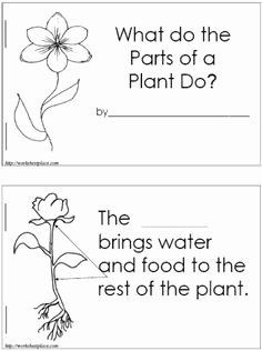 Plant Parts and Functions Worksheet Beautiful 15 Best Of Plant Life Worksheets How Do Plants