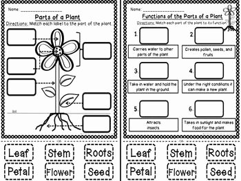 Plant Parts and Functions Worksheet Beautiful Plant Parts and Functions Cut and Paste Activities